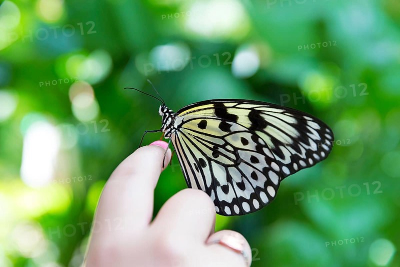 Girl hand finger Rice Paper butterfly Idea leuconoe in outdoor