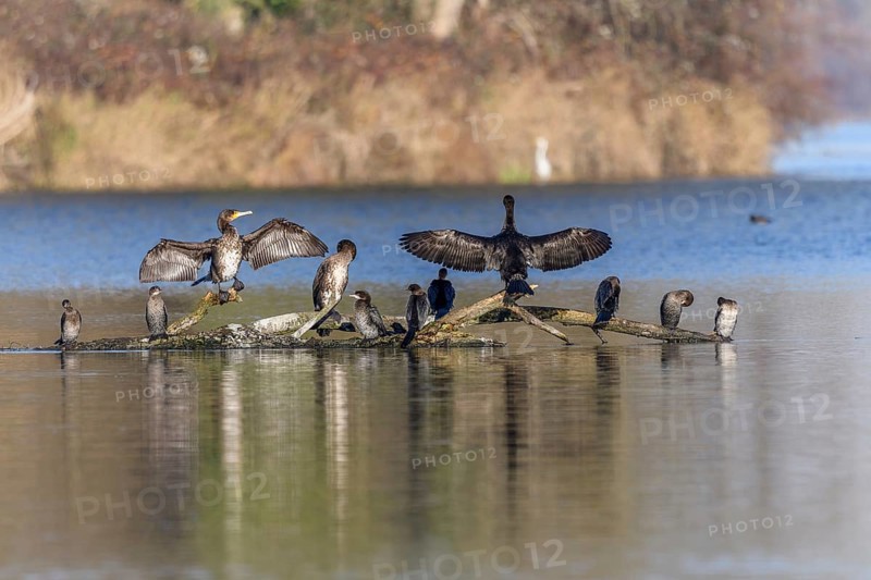 Great cormorant (Phalacrocorax carbo) and Pygmy cormorant (Microcarbo pygmaeus) perched on a branch. Bas-Rhin, Alsace, Grand Est, France, Europe