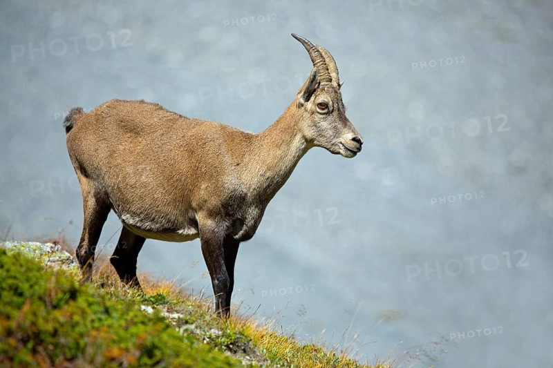 Alpine ibex, Capra ibex