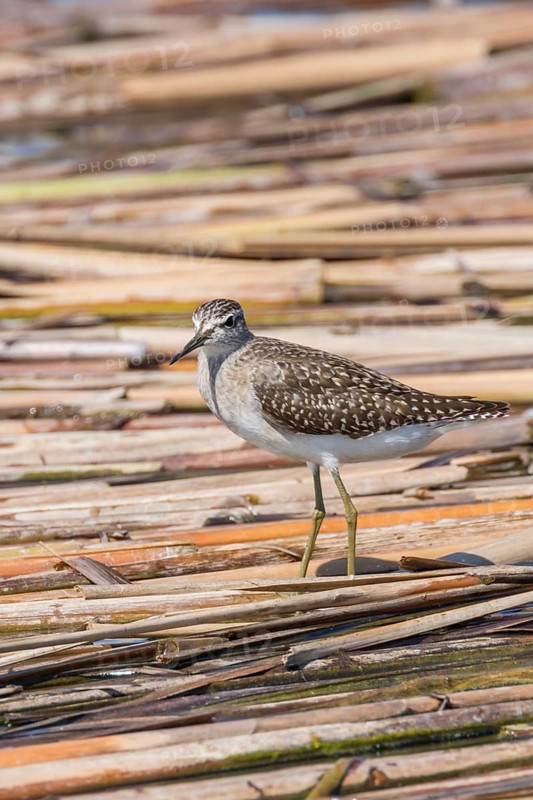 Sandpiper, Wood Sandpiper (Tringa glareola)