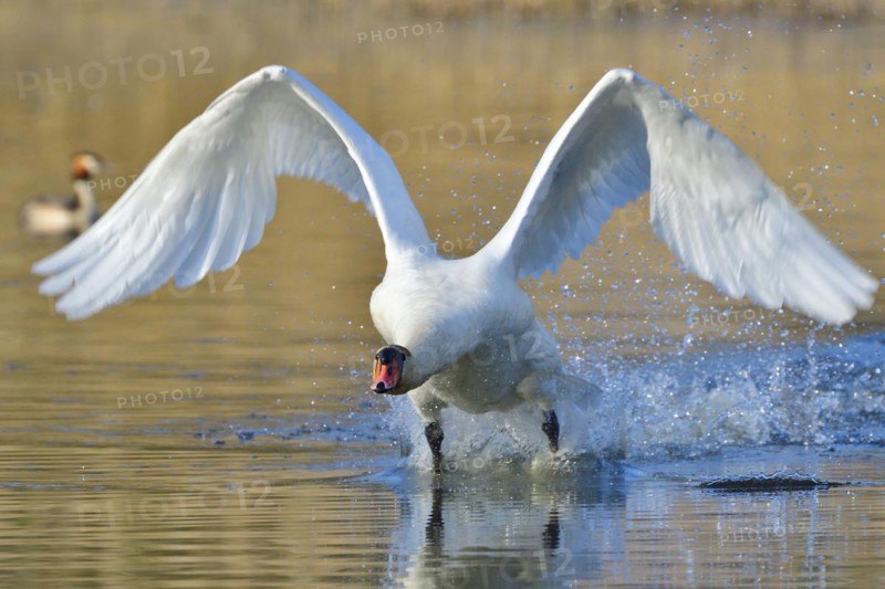 Mute Swan in territory battle in spring, Mute Swan during the breeding season