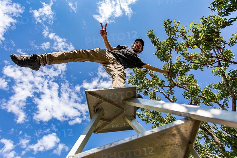Low angle view of a happy caucasian man on the top of a ladder standing on one leg. as he enjoying picking peaches fruits and showing v fingers sign