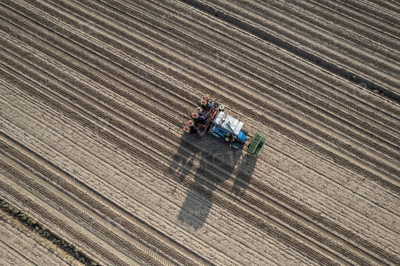 Farmers are planting a tomato crop using an automatic planter machine in a field. The machine is pulled by a blue tractor and leaves long straight rows in the brown soil