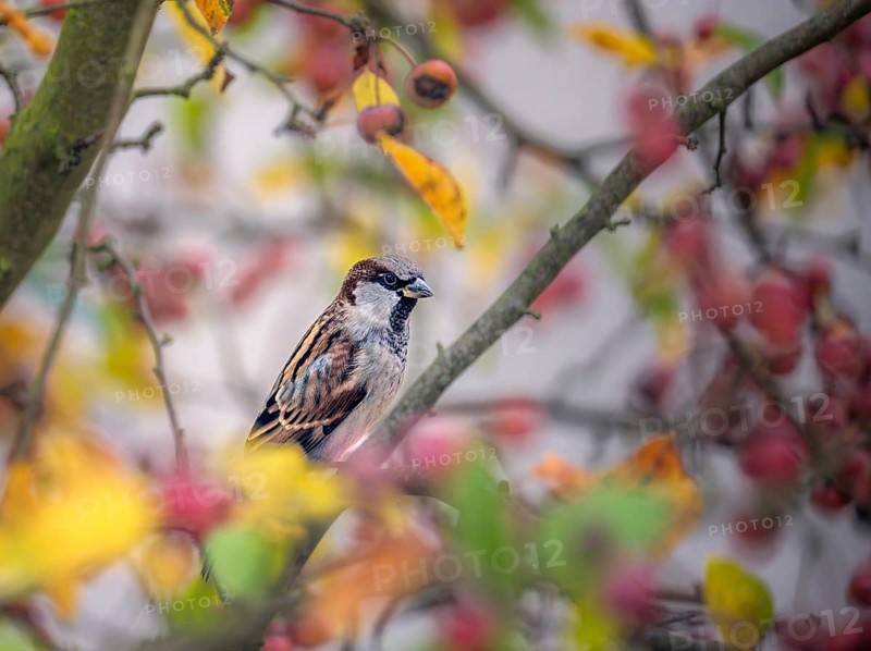 Closeup of a sparrow sitting on an apple tree