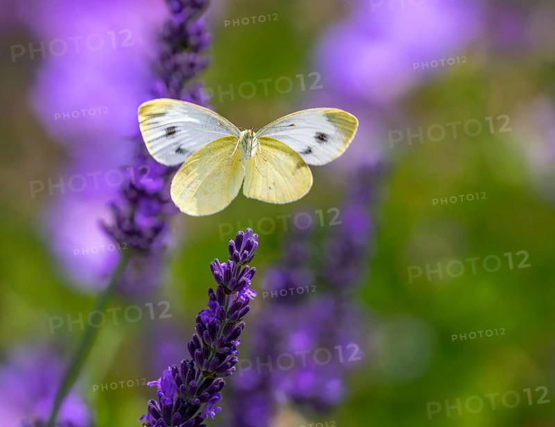 Macro of a cabbage butterfly flying to a lavender flower