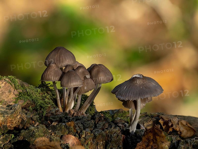 Cluster of Bonnet mushrooms growing on fallen tree in woodland