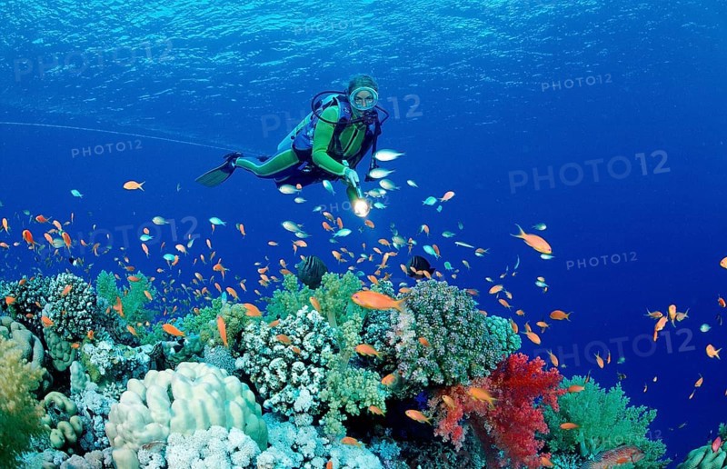 Diver and coral reef, Egypt, Zabargad, Zabarghad, Red Sea, Africa