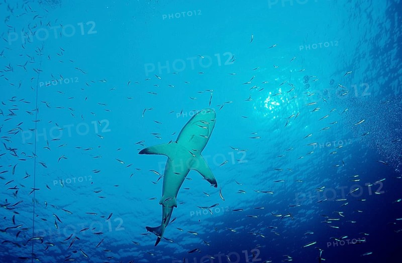 Silvertip shark, Carcharhinus albimarginatus, Australia, Pacific, Great Barrier Reef, Oceania