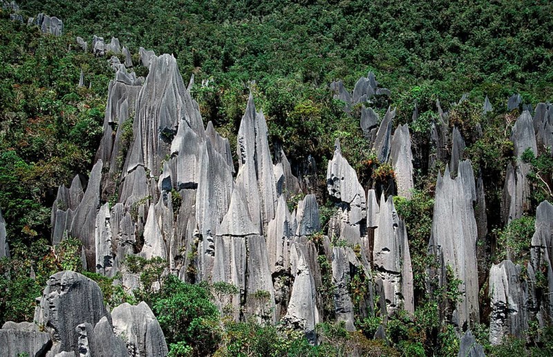 Limestone pinnacle, Borneo, Sarawak, Gunung Mulu NP, Malaysia, Asia