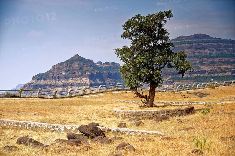 Tree landscape, malshej ghat, maharashtra, India, Asia