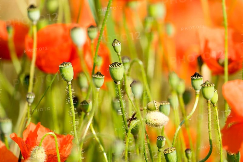 A grain field with common red poppy (Papaver rhoeas), Wesertal, Weser Uplands, Weserbergland, Hesse, Germany, Europe
