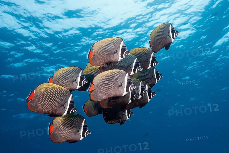 Shoal of collar butterflyfish, Chaetodon collare, Felidhu Atoll, Indian Ocean, Maldives, Asia