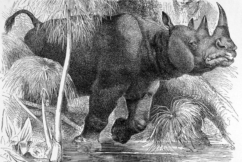 Black Rhinoceros on engraving from 1890. Engraved by unknown artist and published in Meyers Konversations-Lexikon, Germany, 1890, Europe