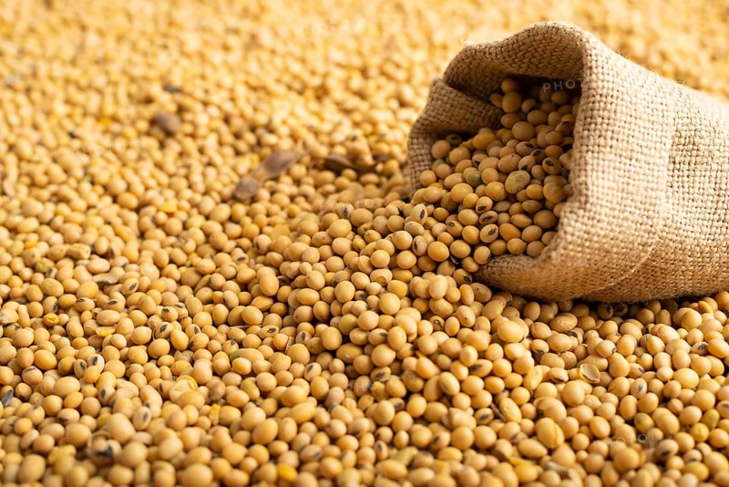 Burlap sack with soy on soy bean background closeup, food photography, food photography