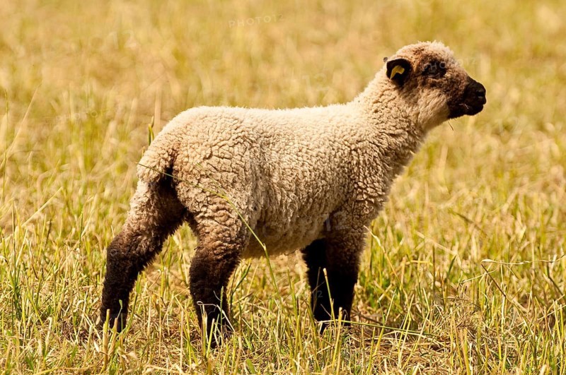 Freshly shorn grazing sheep in a meadow