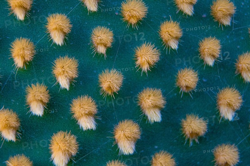 Closeup and macro shot of aereole of the Optunia cactus with aereole spines and glochids creating a pattern on green background