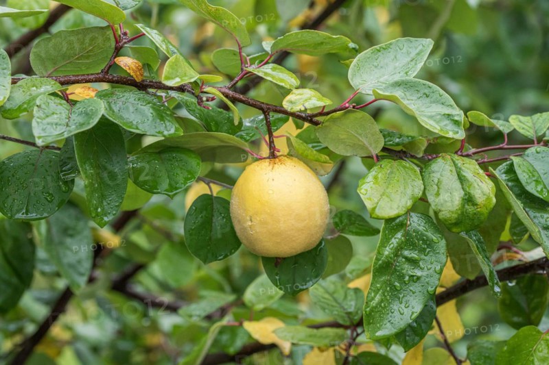 Quince (Cydonia oblonga 'Ludovic'), Bundessorteamt, testing centre Wurz, Germany, Europe