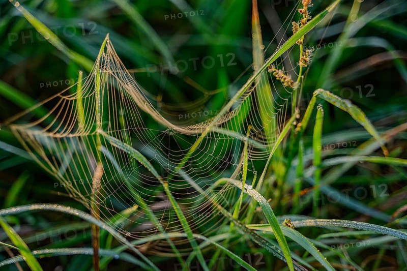 A detailed spider's web between blades of grass with dew, Danube, Bogen, Lower Bavaria