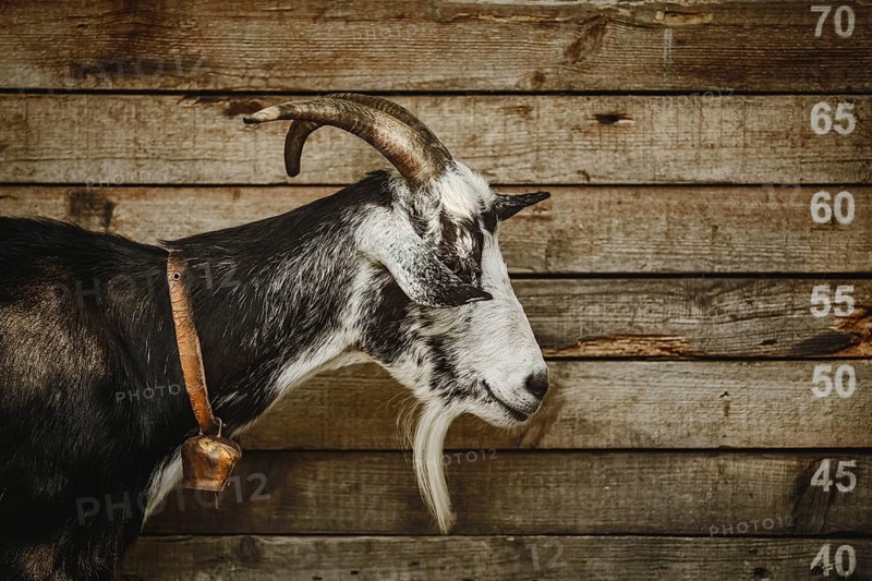 Portrait of the criminal goat with horns Devnja, Bulgaria, Europe