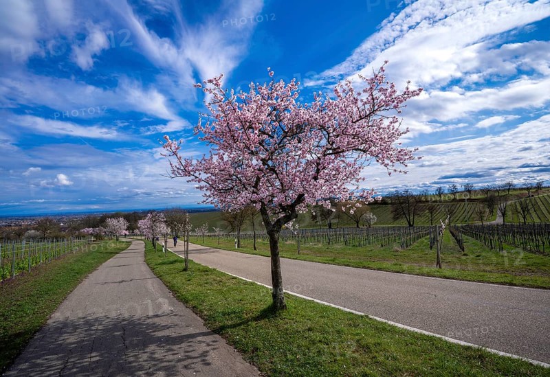 Almond blossom (Prunus dulcis), Maikammer, Rhineland-Palatinate, Germany, Europe