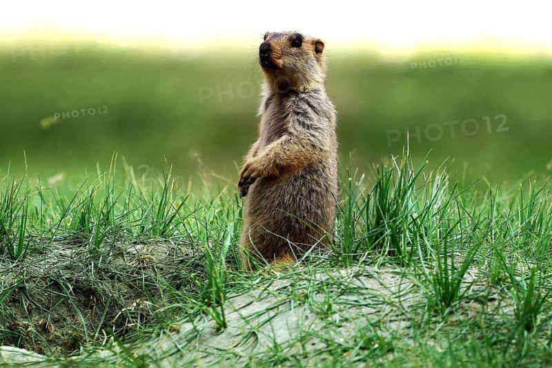 Himalayan marmot, Ladakh, Jammu and Kashmir, India, Asia