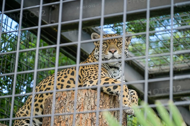 Jaguar (Panthera onca), grid, cage, Wilhelma, Zoological-Botanical Garden, Stuttgart, Baden-Württemberg, Germany, Europe