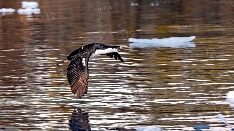 A cormorant flies just above the water, surrounded by floating pieces of ice, blue-eyed cormorant (Leucocarbo atriceps) in the Antarctic
