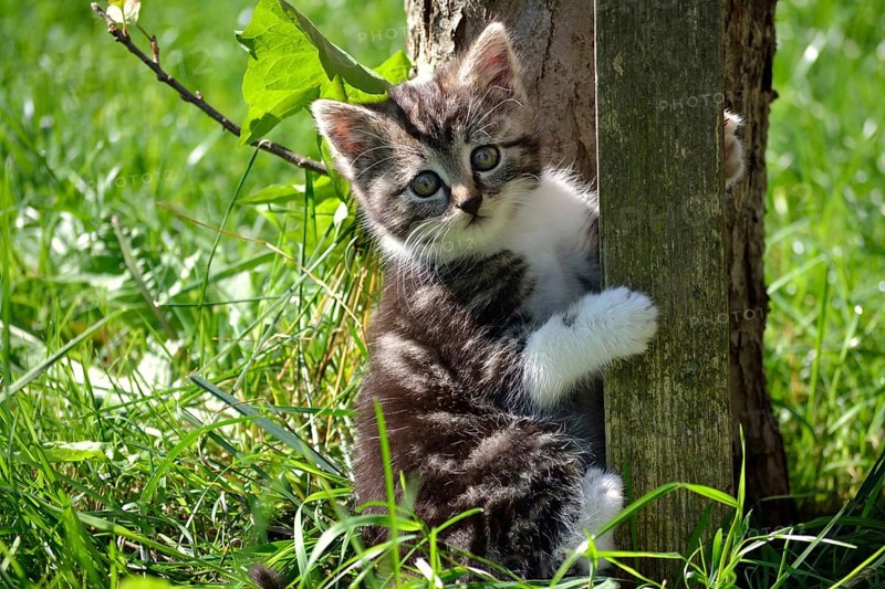Portrait of a kitten in the wild