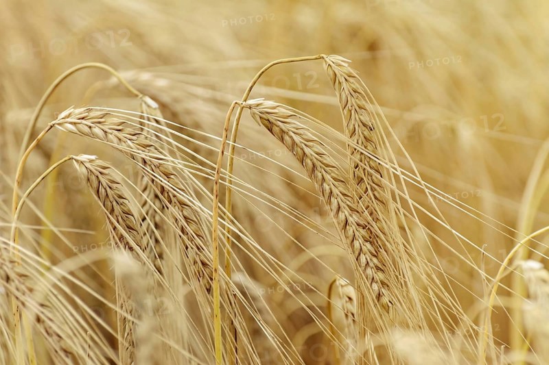 Ripe Eears Of Rye In The Field
