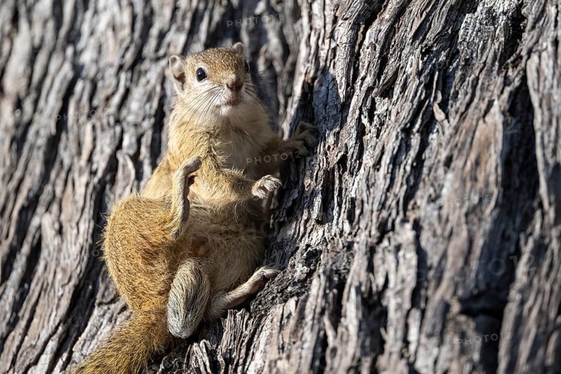 Tree squirrel, African bush squirrel (Paraxerus cepapi), Moremi Game Reserve, Okavango Delta, Maun, Botswana, Africa