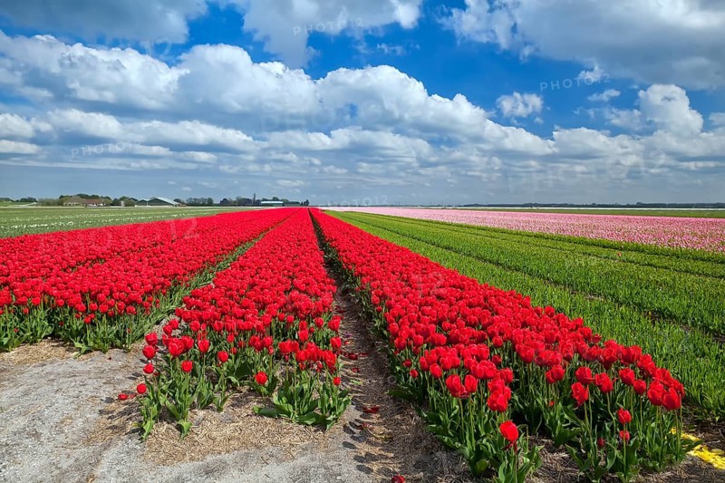 Red tulip fields in spring, Alkmaar, North Holland
