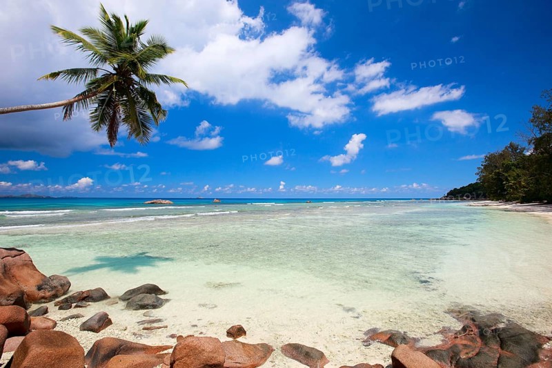 La Digue, Palm tree beach, Seychelles, Indian Ocean, Palm trees, La Digue, Indian Ocean, Seychelles, Africa