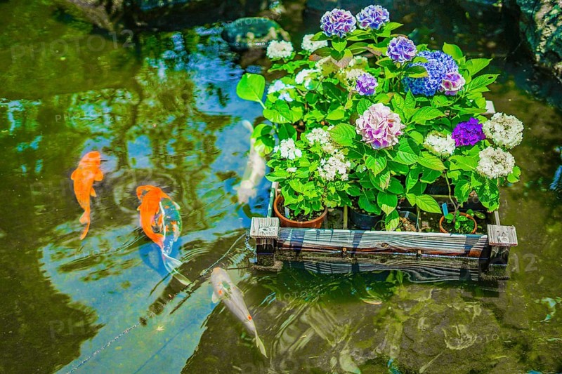 Hydrangea and carp. Shooting Location: Kamakura City, Kanagawa Prefecture
