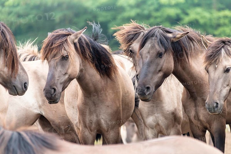 The Dülmen horses live wild near Dülmen, in the Merfelder Bruch nature reserve in North Rhine-Westphalia. The eel line on their backs is a typical feature of these wild horses. Wild live the Dülmen horses near Dülmen, in the nature reserve Merfelder Bruch, North Rhine-Westphalia. A characteristic feature of the wilds is the eel on the back