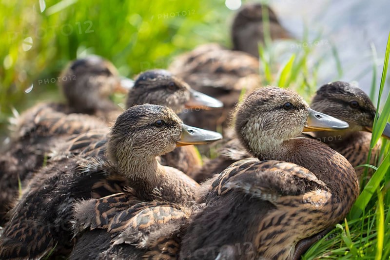 Group of greylag geese in close-up