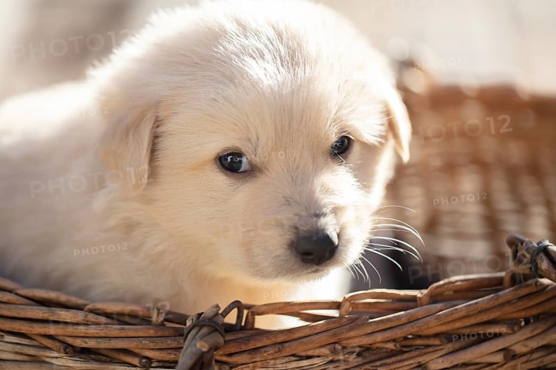 Cute fluffy little white dog in a wicker basket