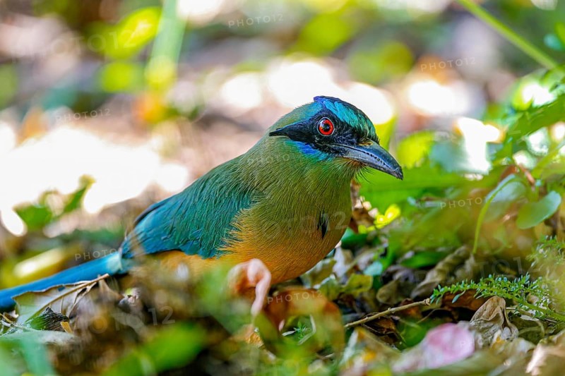 Close-up of a Whooping motmot perched on a tree branch, blurred green leaves in background, Colombia, South America