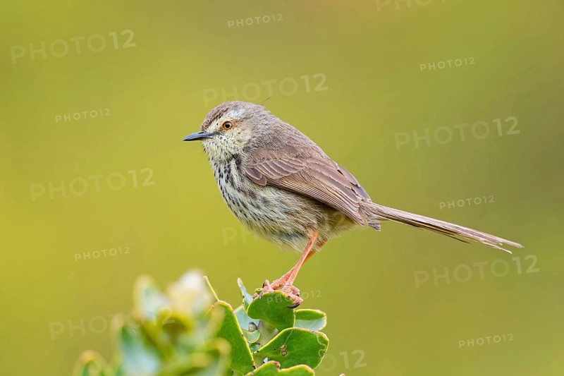 Spotted Prinia, (Prinia maculosa), Karoo Prinia, Prinia du Karoo, Prinia del Karoo, Harold Porter National Botanical, Betty's Bay, Western Cape, South Africa, Africa