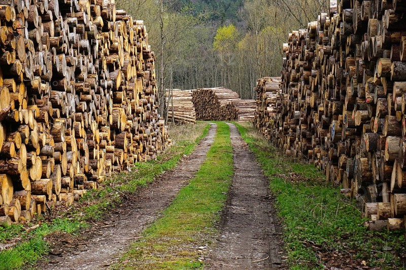 Wood storage yard, logging, woodcutting, forestry, wood pile, woodcutting, wood pile, woodyard