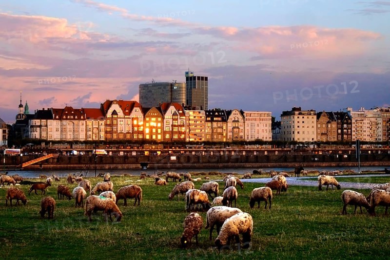 Herd of grazing sheep on the Rhine meadows in Düsseldorf. Opposite the Rhine bank promenade with the house front of the Mannesmannufer in the last light of the evening sun. Landscape format. Grazing flock of sheep on the Rhinemeadows of Düsseldorf. Opposite the Rhine promenade in the light of evening sun. Horizontal format