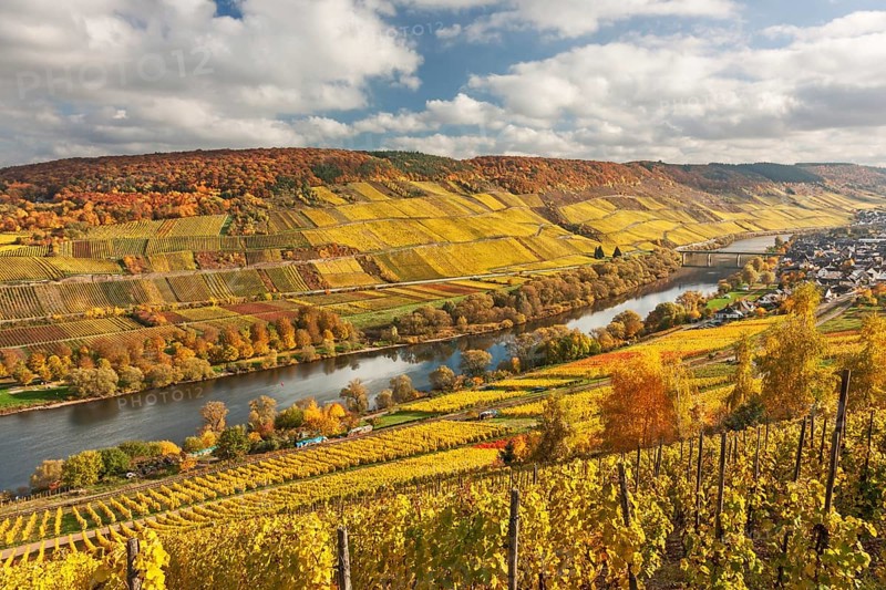 Valley of the Moselle river with vineyards in autumn foliage near Reil in Rhineland-Palatinate Valley of the Moselle river with vineyards in autumn foliage near Reil, Rhineland-Palatinate, Germany, Europe