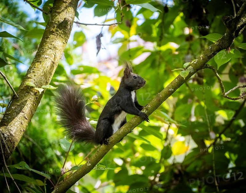 Squirrel