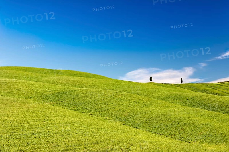 Rolling hills with trees and blue skies, Tuscany, Italy, Europe
