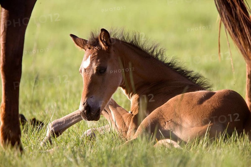 Colt newborn in field Sasktchewan Canada Mother Love