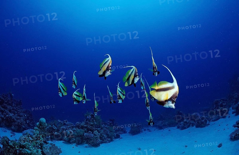 Shoal of bannerfish, Heniochus intermedius, Egypt, Sha'ab Marksur, Red Sea, Africa