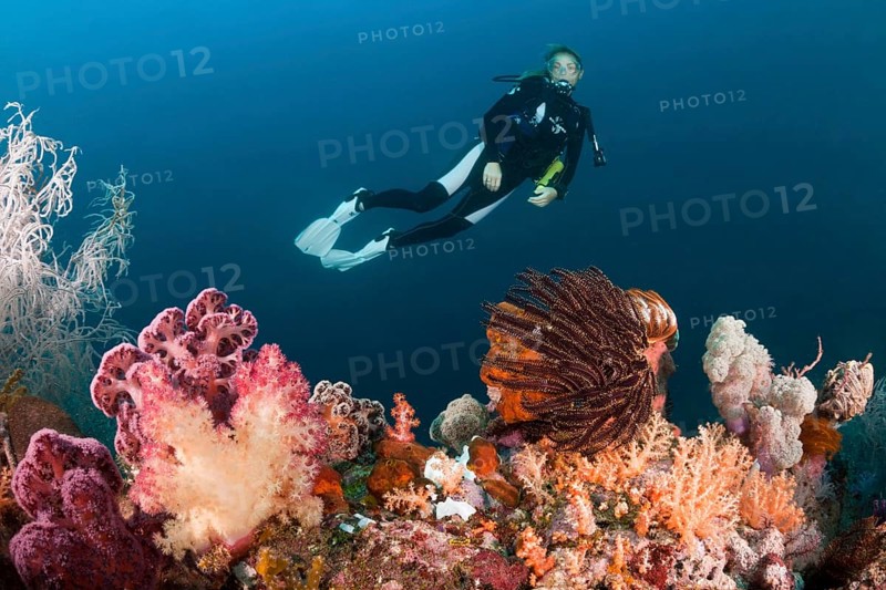 Divers and colourful coral reef, Triton Bay, West Papua, Indonesia, Asia