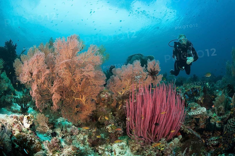 Scuba Diving over Coral Reef, Raja Ampat, West Papua, Indonesia | Scuba Diving over Coral Reef, Indonesia, Asia