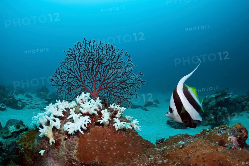Bleached corals, Cenderawasih Bay, West Papua, Indonesia, Asia