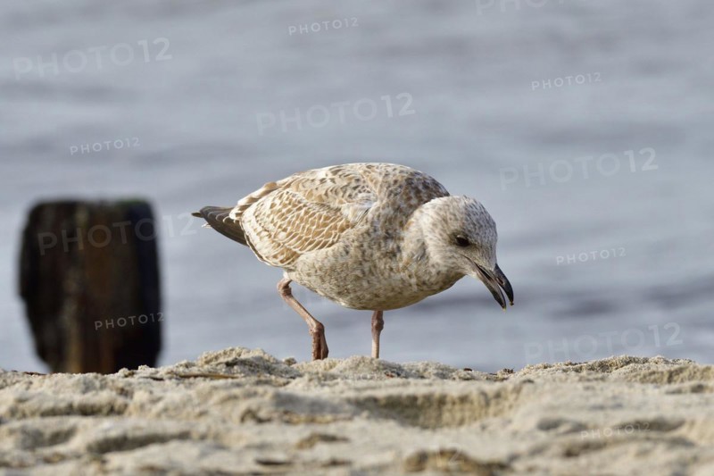 Juvenile herring gull foraging. portrait from a European herring gull