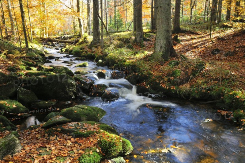 The Kleine Ohe in the Bavarian Forest, in autumn. Mountain creek, Kleine Ohe, Bavarian Forest National Park, Mountain creek, Bavarian forest national park